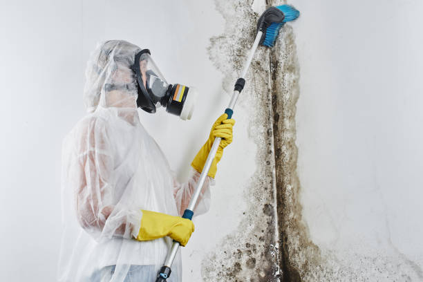 Best Residential Mold Removal  in Mascotte, FL
