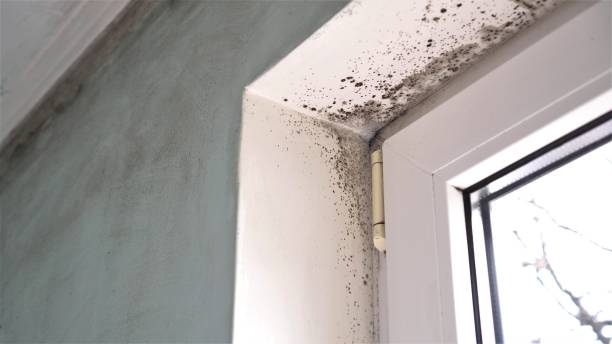 Best Emergency Mold Removal  in Mascotte, FL
