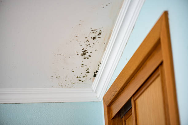 Best Mold Remediation Services  in Mascotte, FL