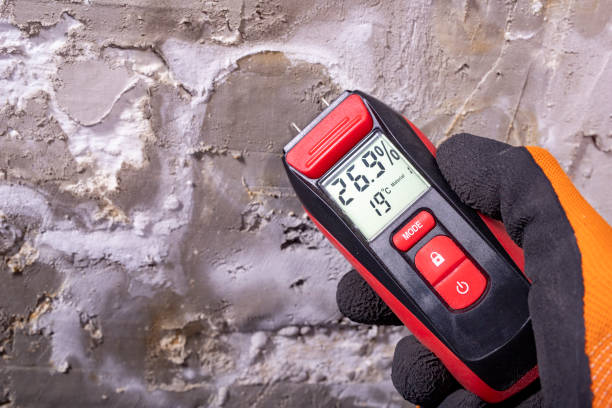 Best Attic Mold Removal  in Mascotte, FL