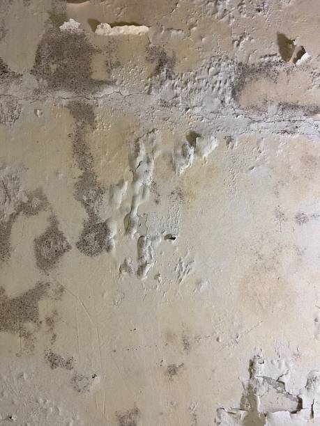 Best Toxic Mold Removal  in Mascotte, FL