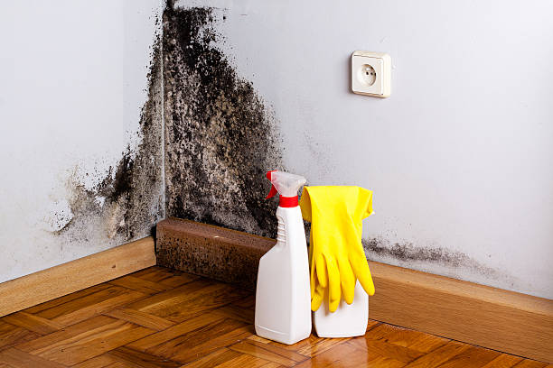 Best Fast Mold Removal  in Mascotte, FL