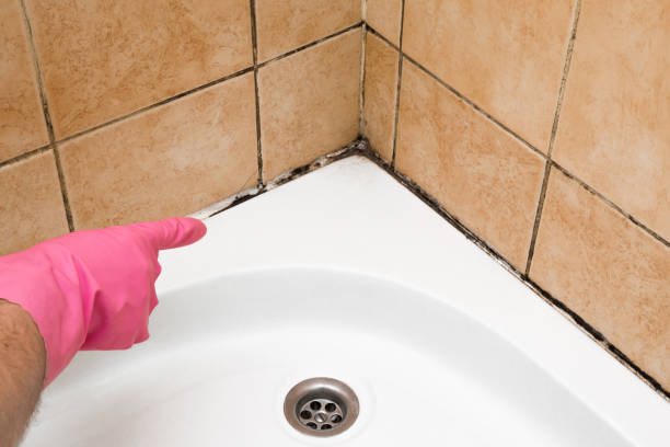 Best Mold Testing  in Mascotte, FL