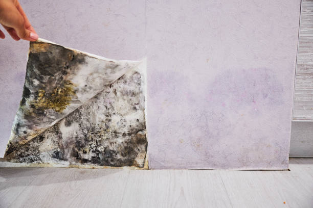 Best Office Mold Removal Services  in Mascotte, FL